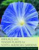 Annuals___tender_plants_for_North_American_gardens