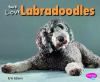 You_ll_love_Labradoodles