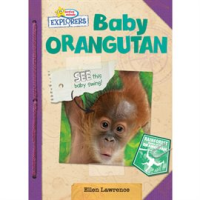 Baby_Orangutan